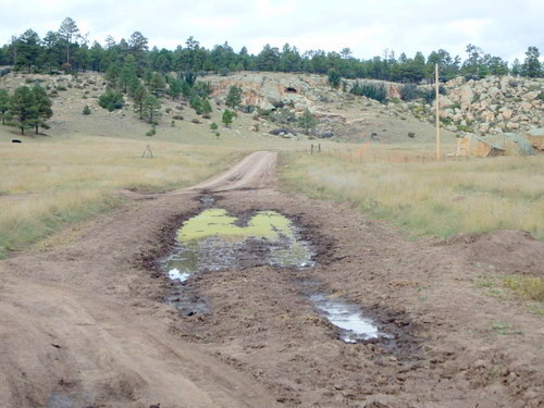 GDMBR: Another puddle with shifting dry tracks.